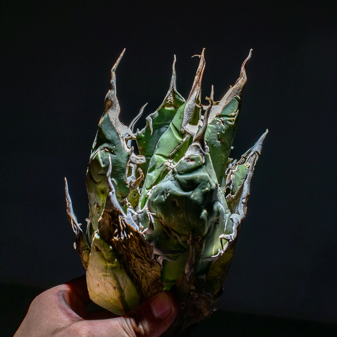 アガベ　オアハカ　カキコ　オテロイ　チタノタ　現地株 アガベ チタノタ オアハカ | GREEN LUCK