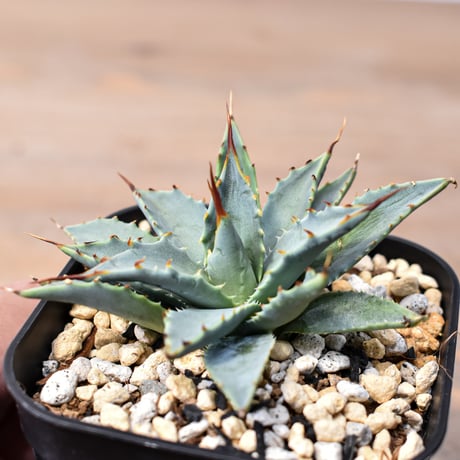 アガベ ハイブリット "特選血雷×象牙妖炎" (血斑無し個体)【台湾botanical_seeker産/選抜株】RF25011811