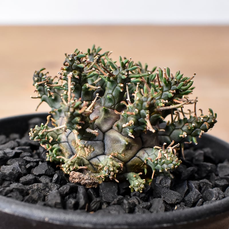 ユーフォルビア デセプタ 【実生】RF25011667 | RAFLUM / ラフラム