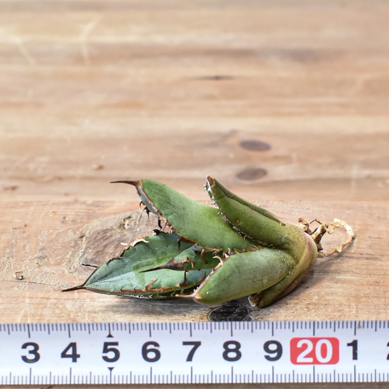 アガベ オテロイ 