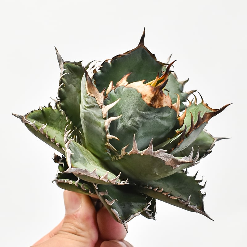 国内実生最高峰】アガベ オテロイ 