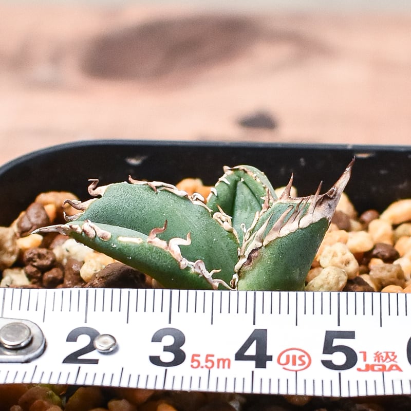 アガベ チタノタ 