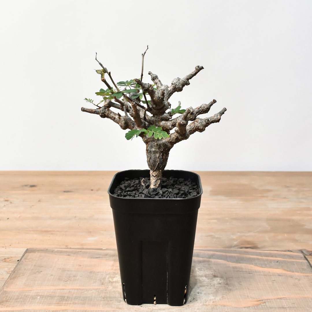 センナ・メリディオナリス センナ メリディオナリス RFHK25011489 | RAFLUM / ラフラム｜東京、