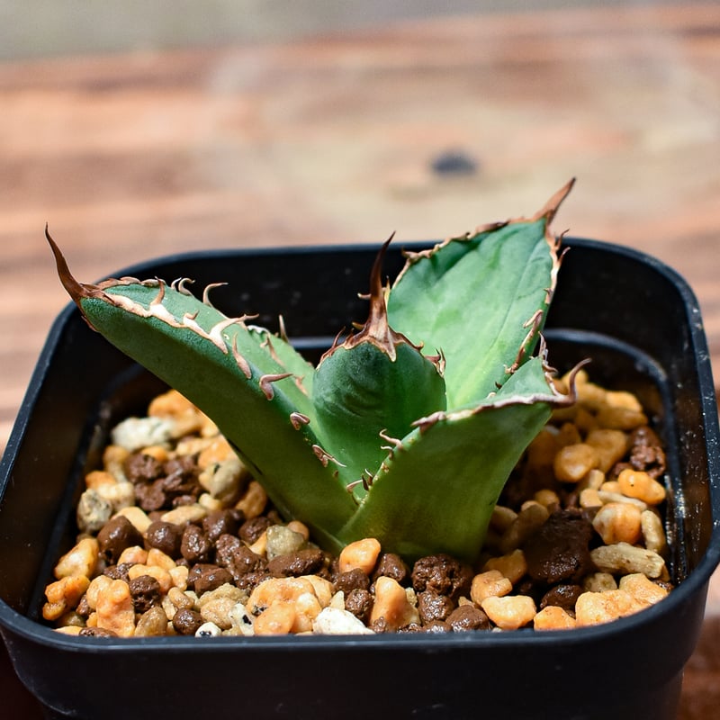 アガベ　ポタトルム縞斑　極上　糊斑　子株　発根済み アガベ ポタトルム縞斑 極上 糊斑 子株 発根済み アガベ