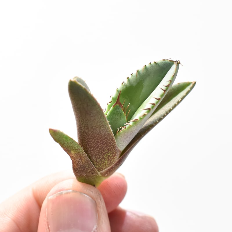 アガベ チタノタ　白妖　縞斑　子株出品 アガベ チタノタ 