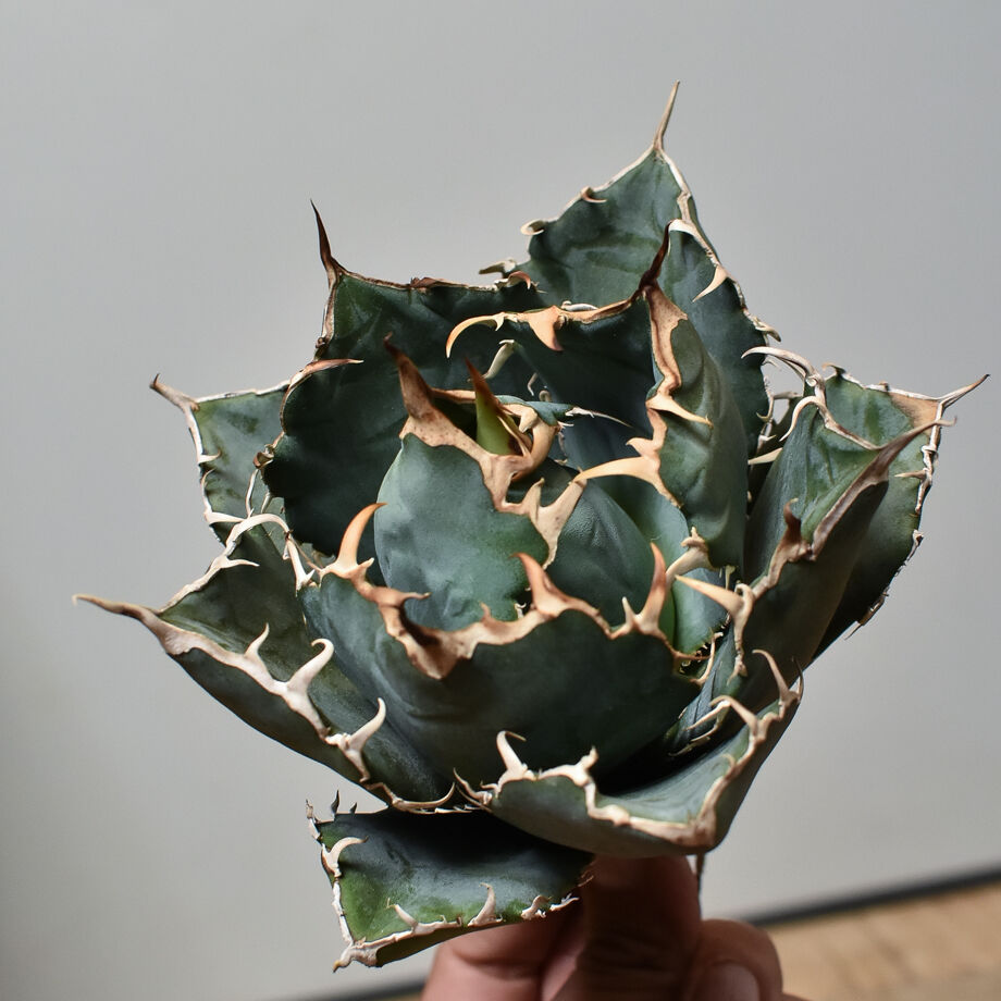647fe29699fec2002a7bb29d