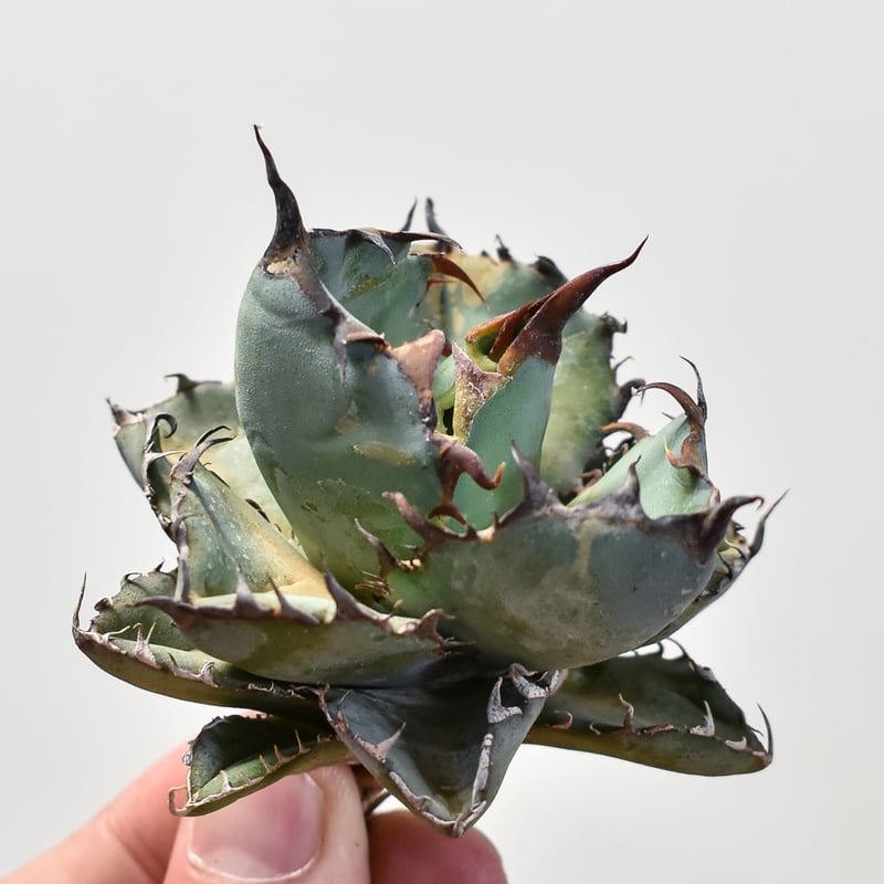 アガベ チタノタ ブラックアンドブルー / BB 藍球 【台湾産/抜き苗販売