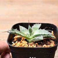 アガベ ハイブリット "魅子" (特白肌怒雷神×血妖) 【台湾huplants2010産/子株販売】RF25011825