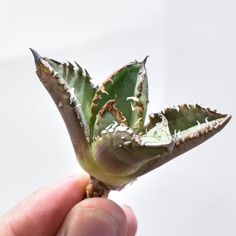 CATEGORY アガベ チタノタ 麻花龍 | RAFLUM / ラフラム｜東京、大阪の