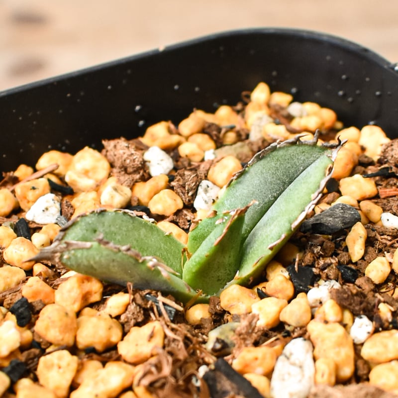 アガベ チタノタ 