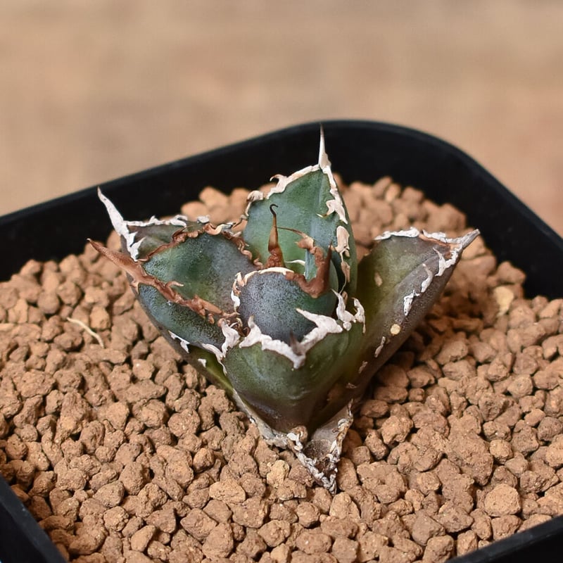 アガベ チタノタ 