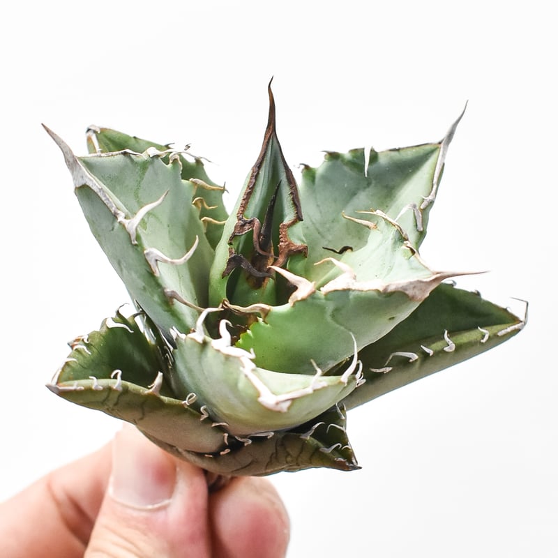 アガベ チタノタ 