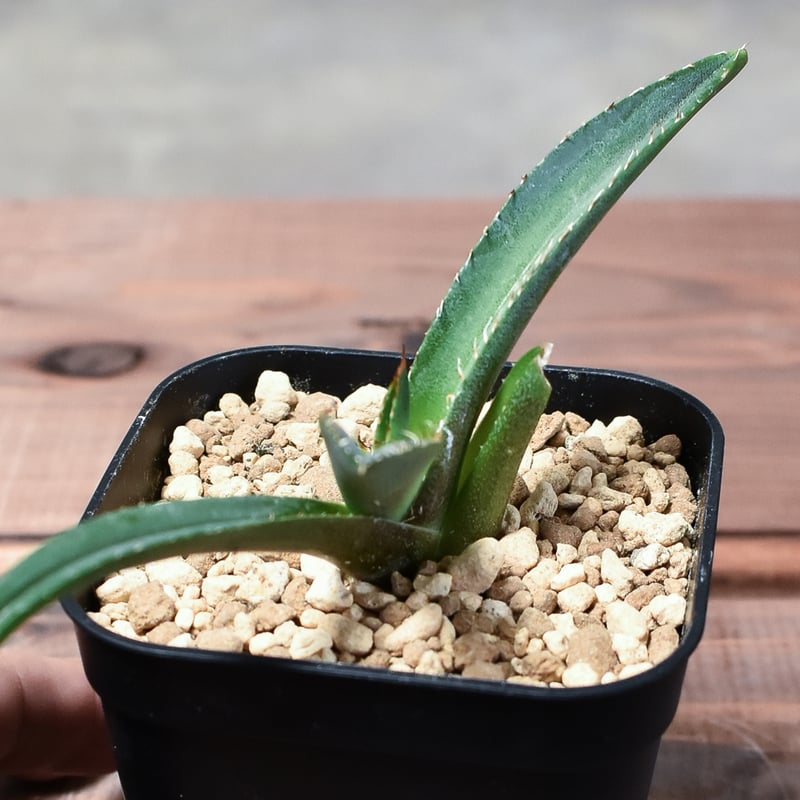 アガベ チタノタ テレサ【カリフォルニア産/子株販売/発根済み