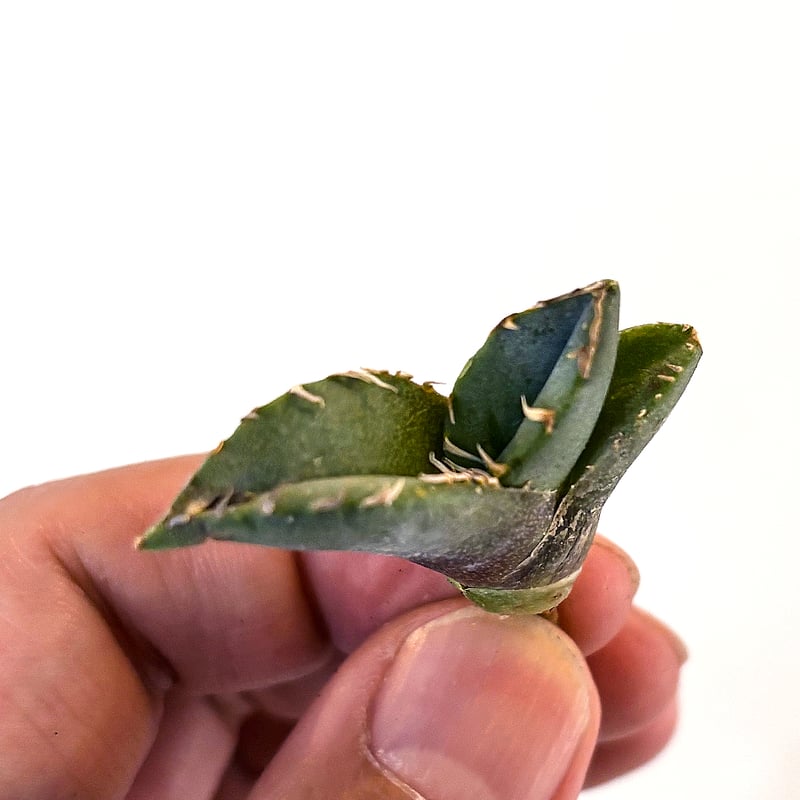 アガベ チタノタ フクロウ / 猫頭鷹 , アザラシ / 海豹【台湾産/抜き苗