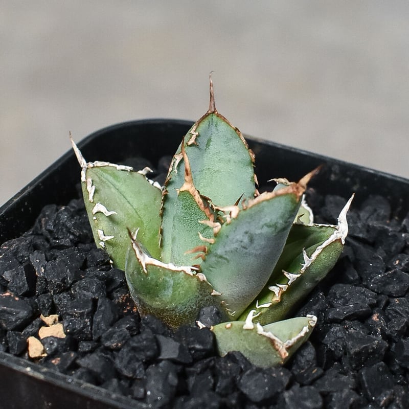アガベ　FO76 アガベ チタノタ FO76 agave titanota FO76 | mana's farm