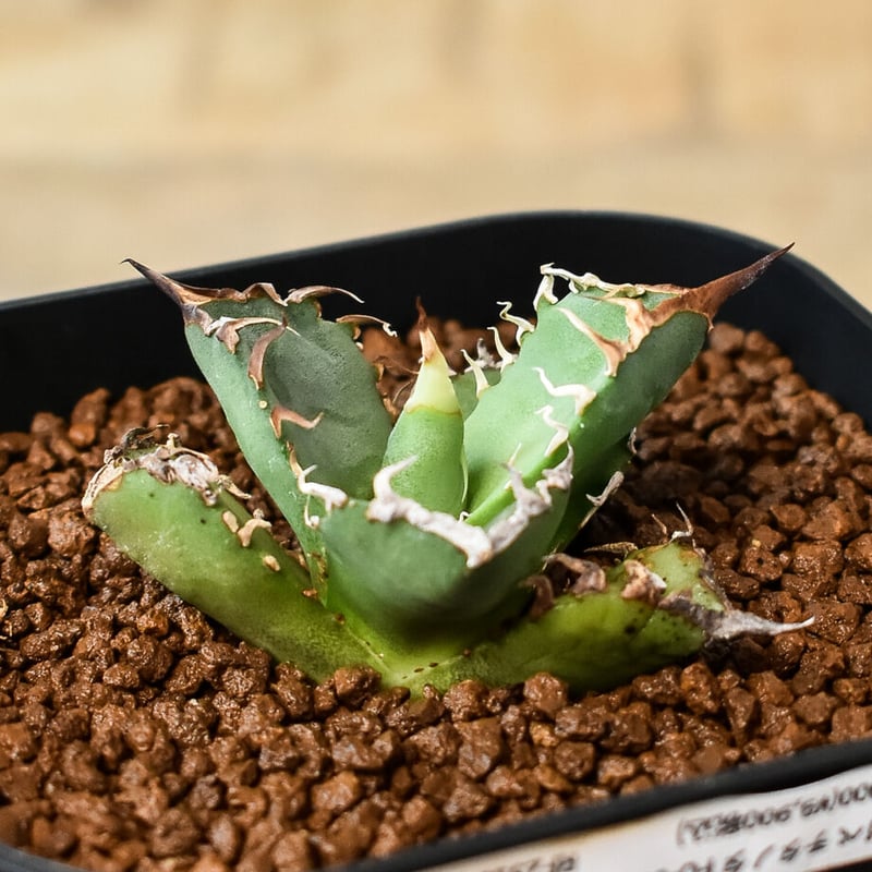 アガベ チタノタ 