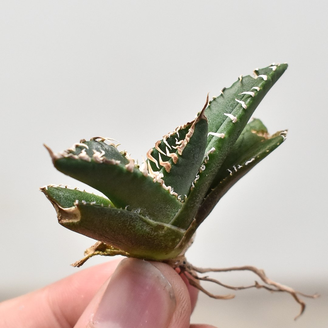 ま*様 627【上澳園芸】アガベ チタノタSAD 白覆輪斑 アガベ チタノタ ''白鯨錦' 白覆輪 Agave titanota 'White Whale