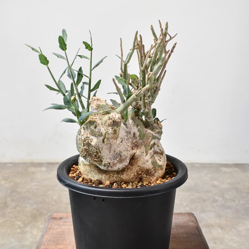 RAFLUMコレクション】アデニア ペチュエリー【現地球/発根済