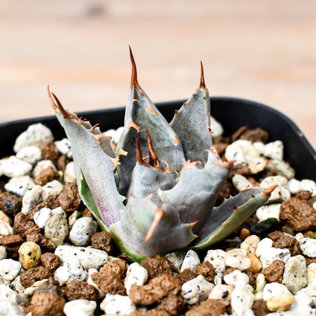 アガベ ハイブリット "邪霊" (特白肌怒雷神×血妖) 【台湾huplants2010産/子株販売】RF25012128