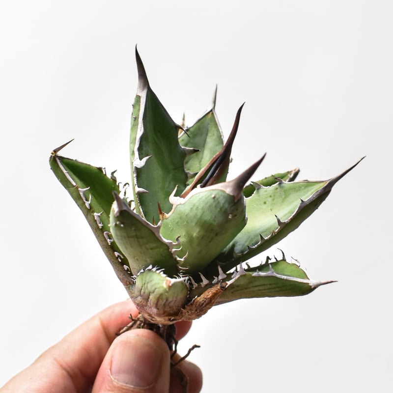 アガベ ハイブリット 