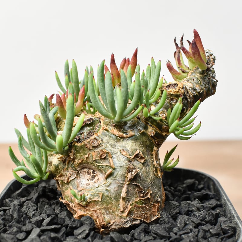 チレコドン ペアルソニー 