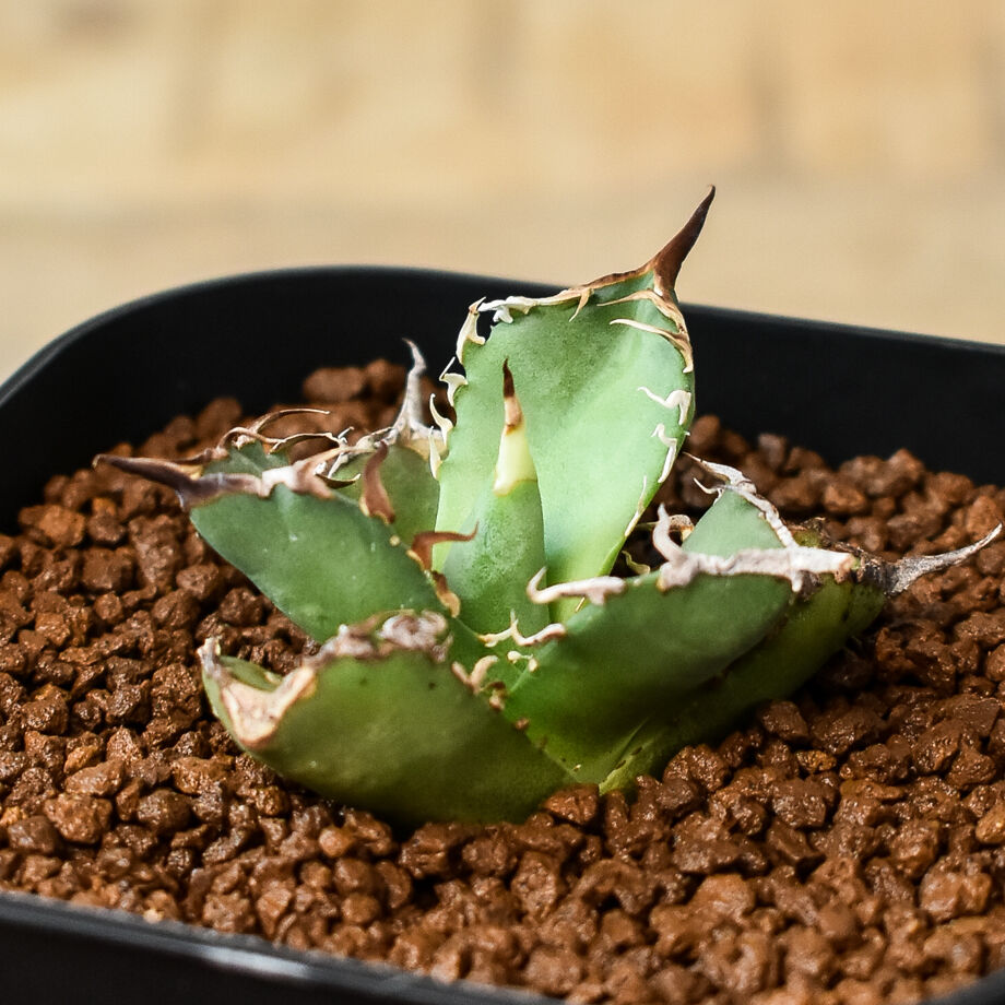 9/28 アガべチタノタ NEW.B カキコ出品 (シエラ ホホジロ ivory アガベ