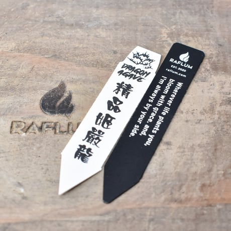 アガベ チタノタ ドワーフ / "精品姫厳龍" 【台湾 dragon agave産/中株/抜き苗】RF25011766