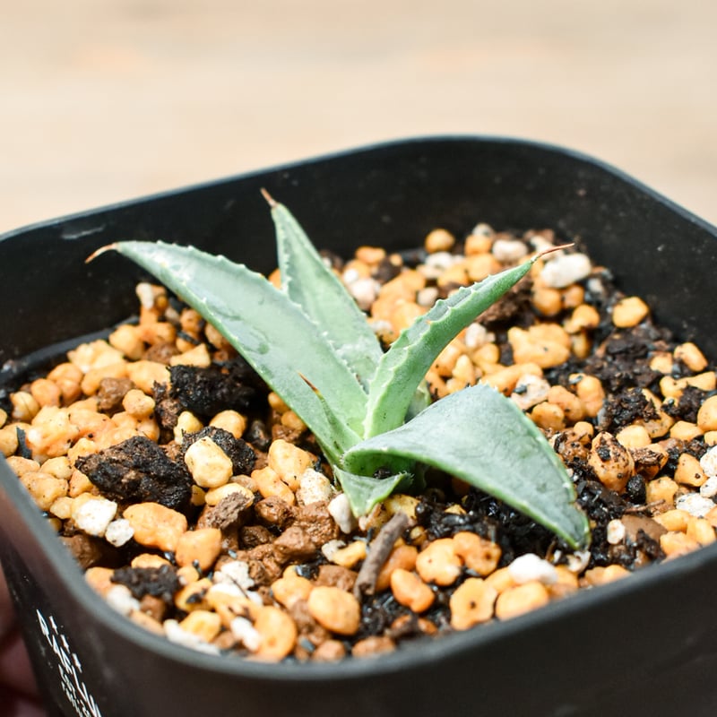 こ*う様 アガベ 特白肌怒雷神×血妖 子株 蒼霊