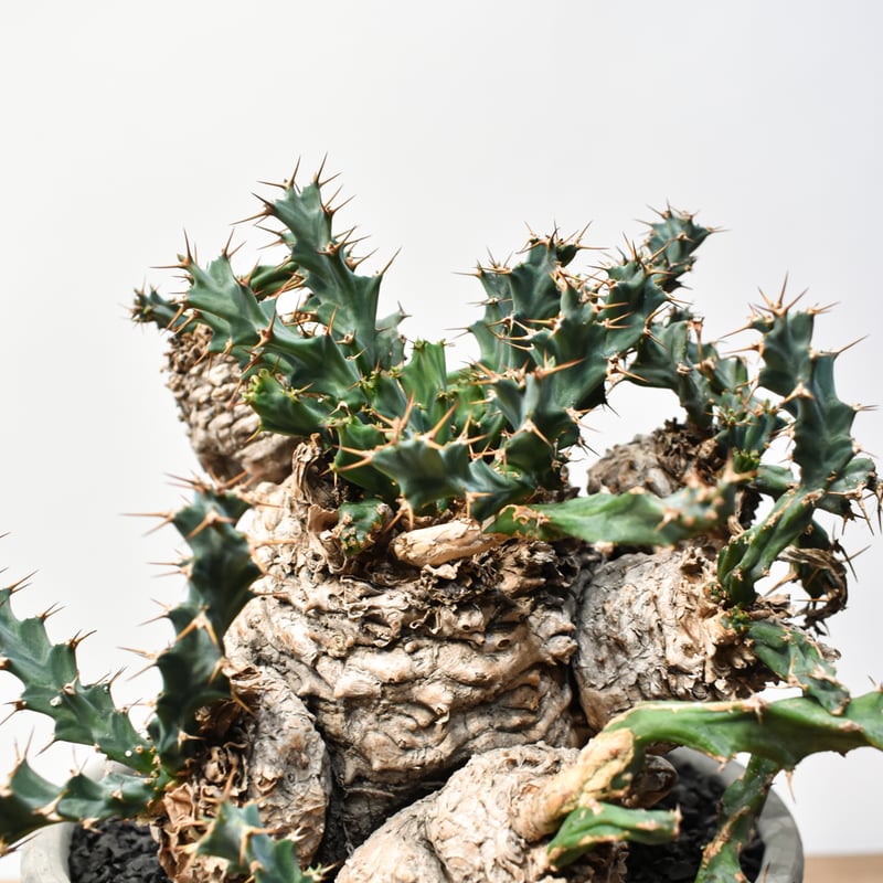 ユーフォルビア クラビゲラ 