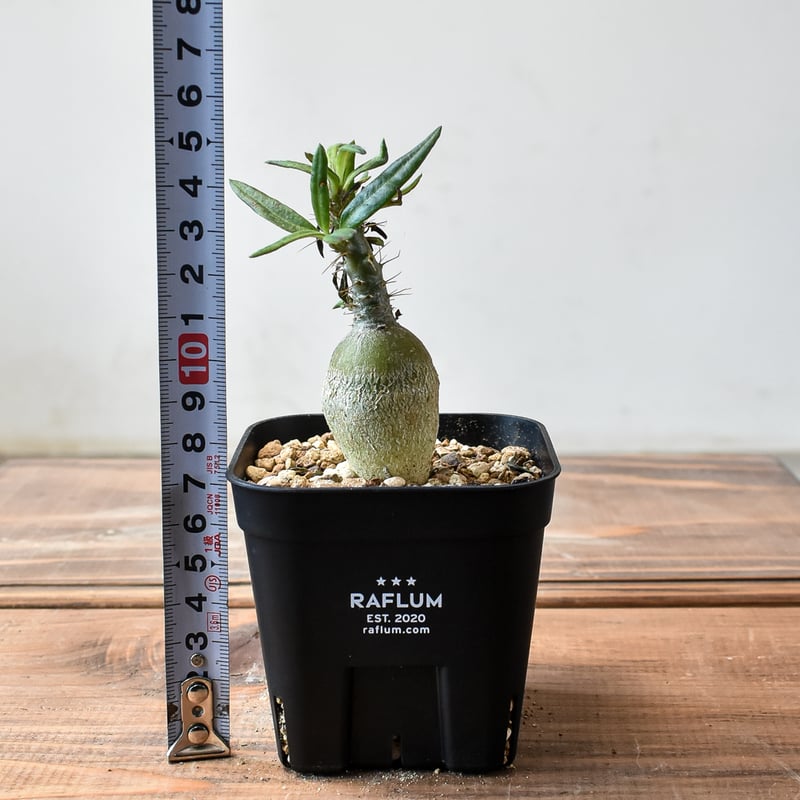 パキポディウム サキュレンタム【実生】HK2401950 | RAFLUM / ラフラム