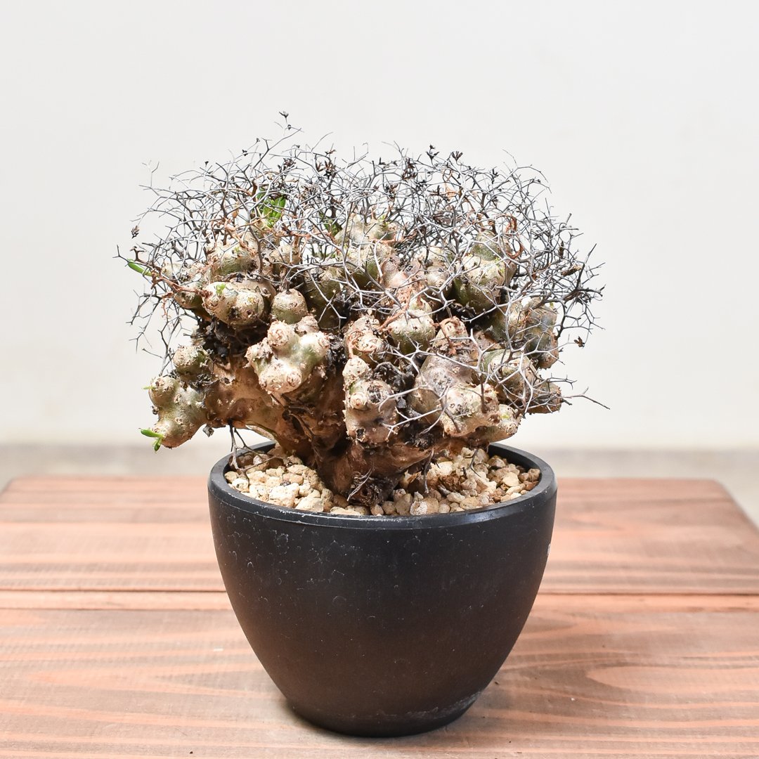 チレコドン・レティキュラータス アフロタイプ チレコドン レティキュラーツス 