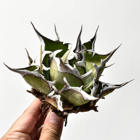 CATEGORY チタノタ ハデス | RAFLUM / ラフラム｜東京、大阪の塊根植物