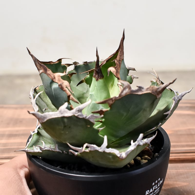 アガベ チタノタ クラブ 