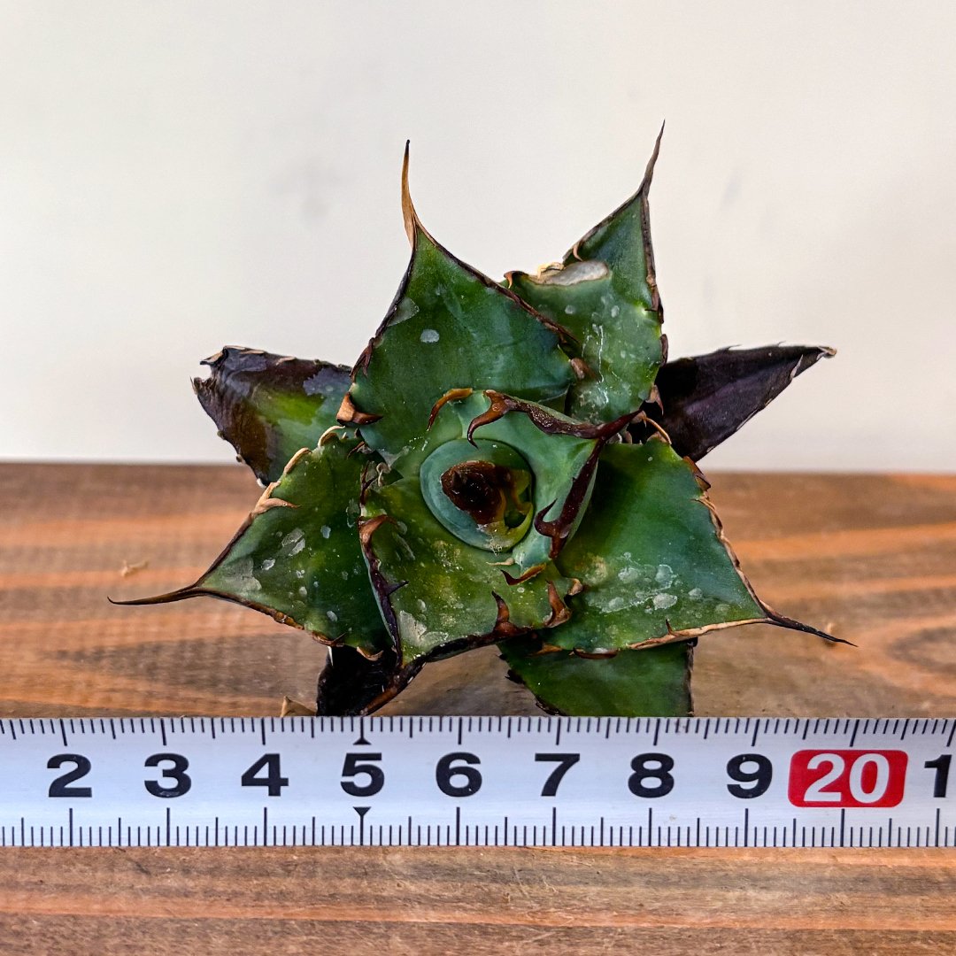 アガベ チタノタ ハデス （黒帝斯 恐竜牙歯） dragon agave産 アガベ チタノタ ハデス 