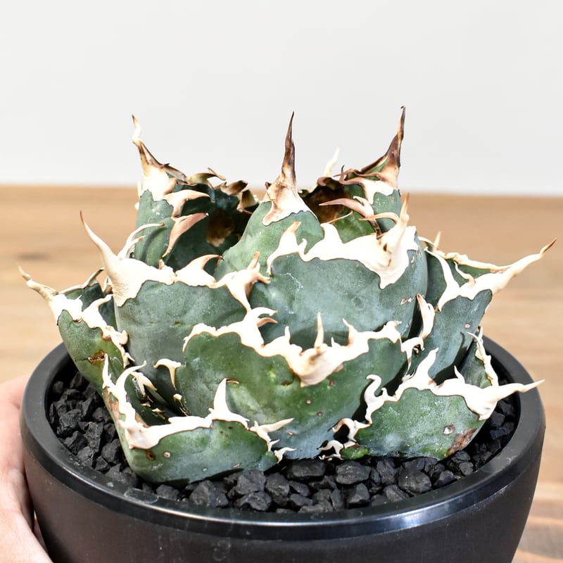 5CLAW】アガベ チタノタ “精品白鯨” 【台湾 dragon agave産/発根済み/中