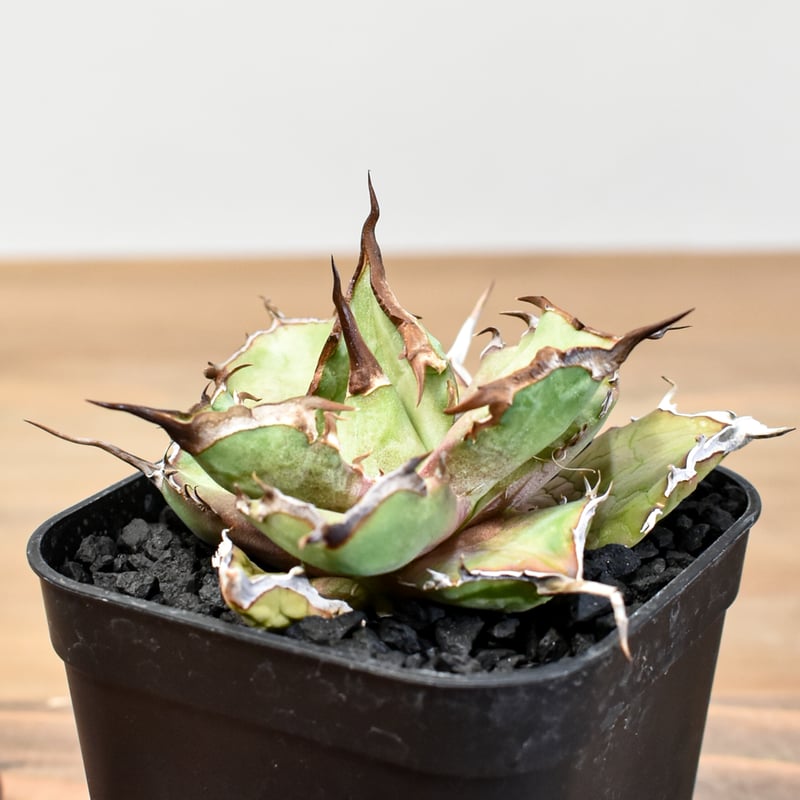 【リヴルさん専用】 アガベ　チタノタ　dennis050 リヴルさん専用】 アガベ チタノタ dennis050