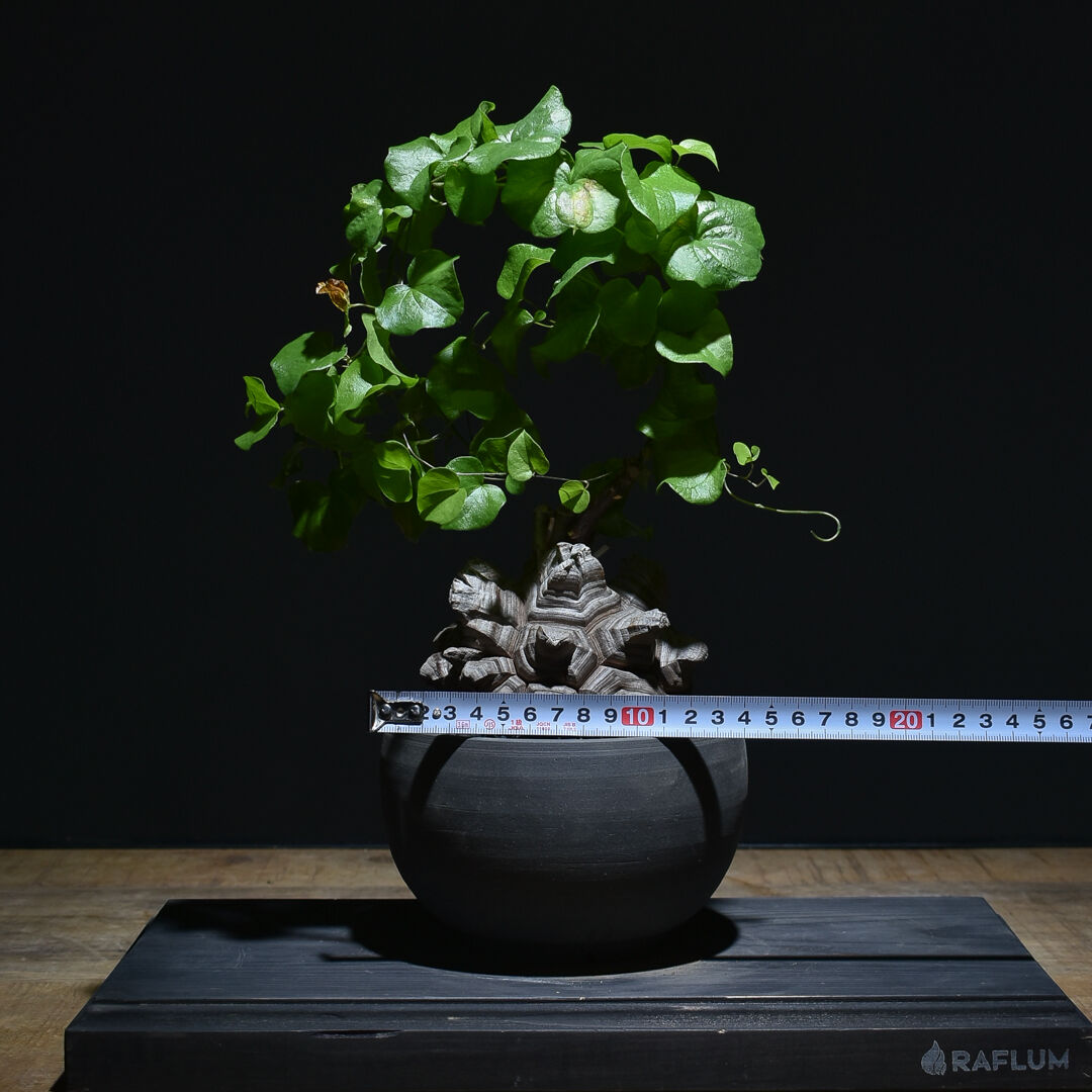 亀甲竜 亀甲竜