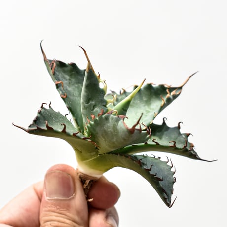 CATEGORY アガベ ハイブリッド エボリスピナ×ブラックアンドブルー/妖