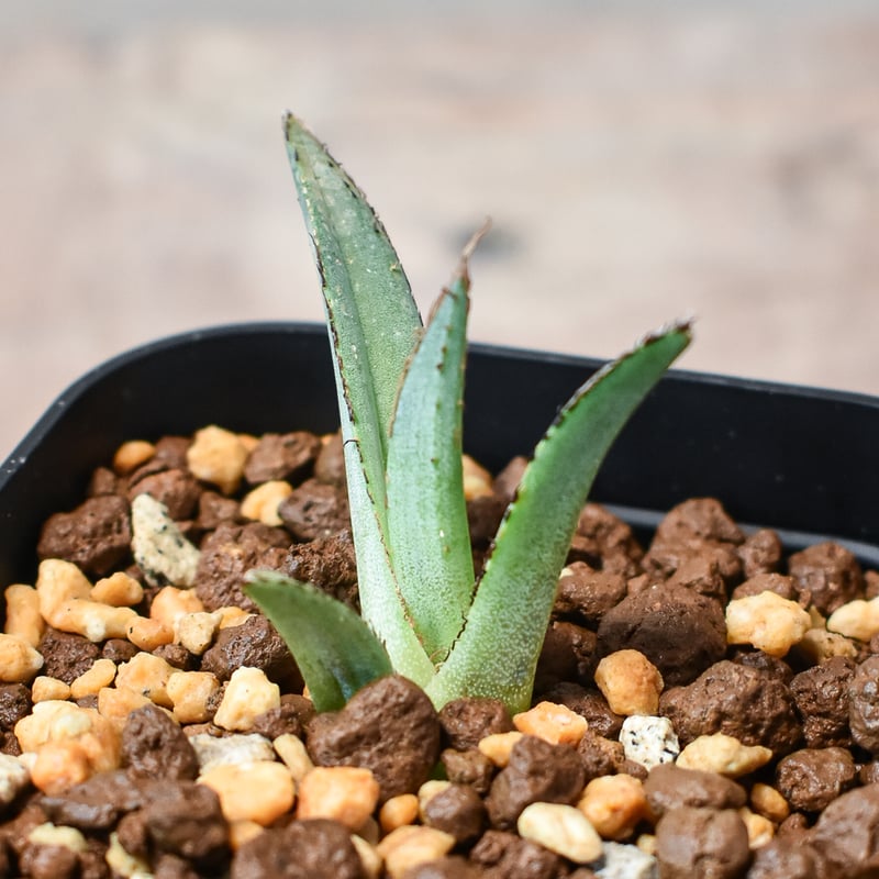 観葉植物 アガベ 群青 willing plant産 子株