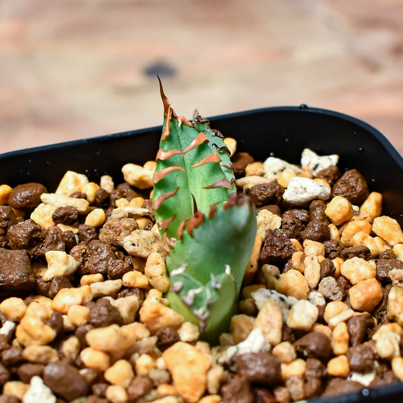 アガベ チタノタ 