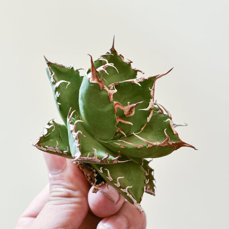 アガベ チタノタ ウルヴァリン / 金剛狼 【台湾 dragon agave産/子株