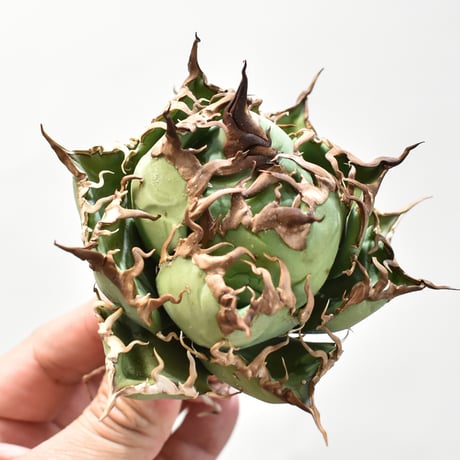 【5CLAW】アガベ チタノタ シーザー / 精品凱撒 【台湾 dragon agave産/中株/抜き苗】DG25010523(T)