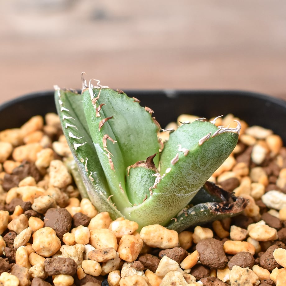 66bc6f670d04b9002c3d2d7a