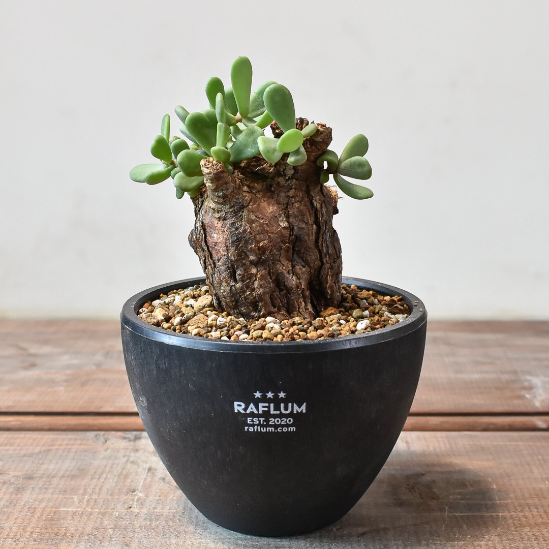 ケラリア　ピグマエア　現地球　発根済み　大株　美形　良型 ケラリア ピグマエア 現地球 発根済み 大株 美形 良型 ケラリア