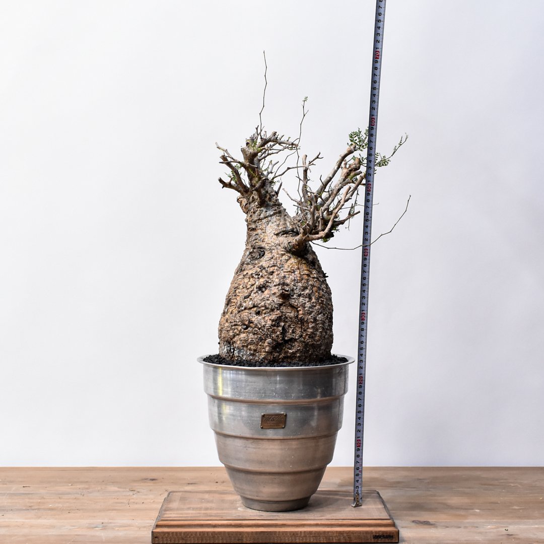 オペルクリカリア パキプス 