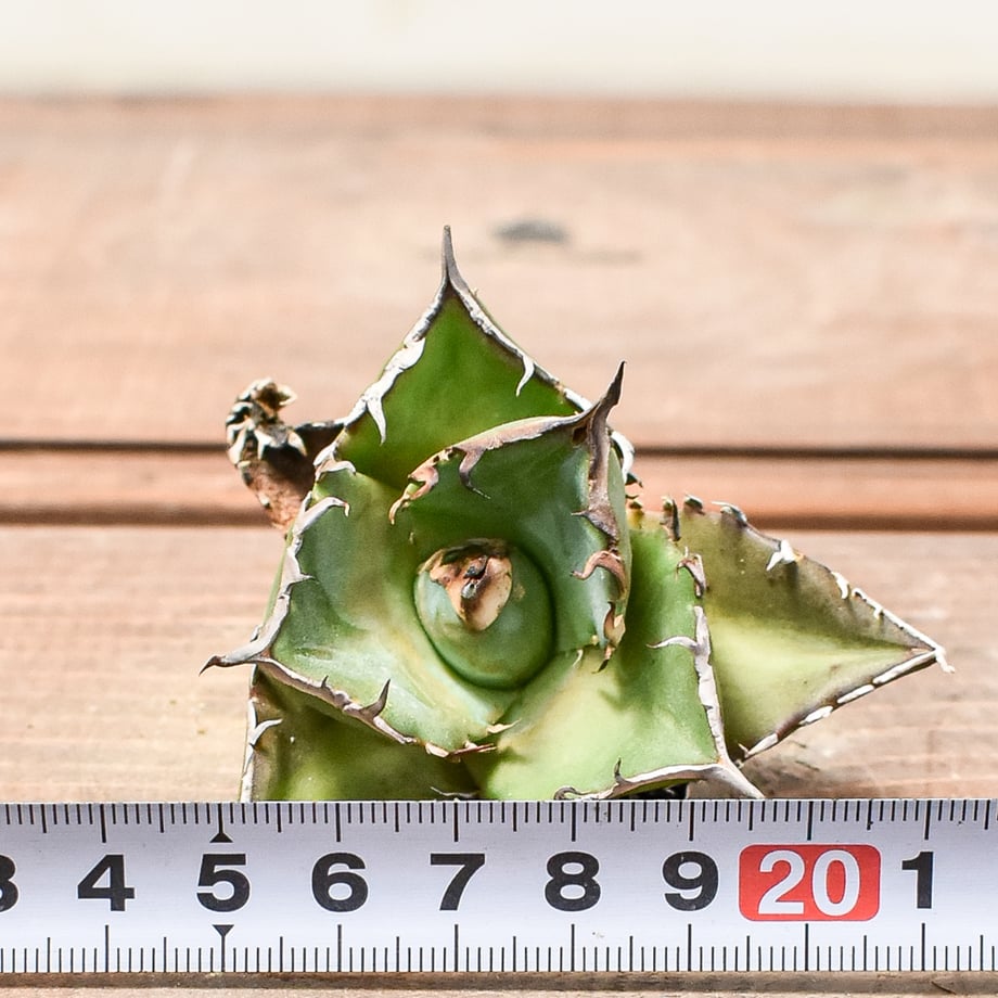 662b3b2e5b84b40a397a2a44
