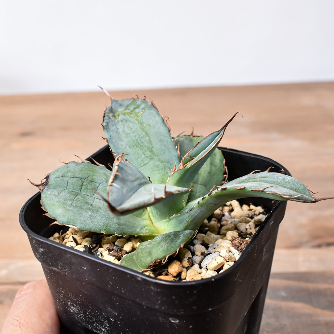 アガベ チタノタ 