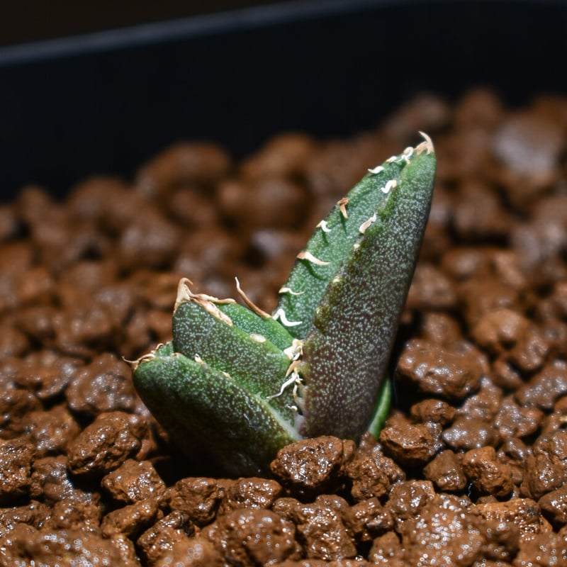 アガベ チタノタ 