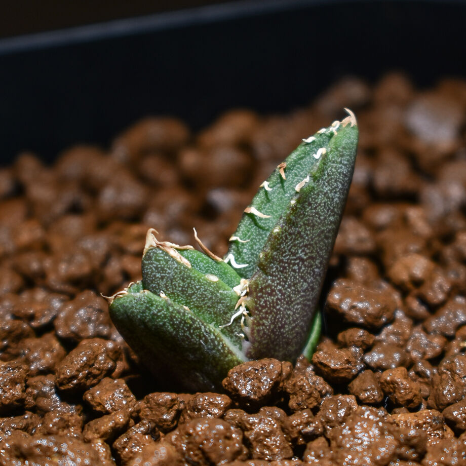 アガベ COK コック 追星 子株 １個 未発根 アガベ COK コック 追星 子株 1個 未発根 アガベ チタノタ cok