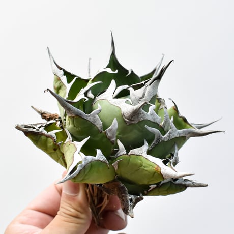 アガベ チタノタ "精品ハデス" / 精品黒帝斯、精品恐竜牙歯 【台湾 dragon agave産/中株/抜き苗】H